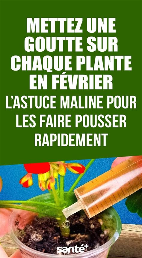 Vous R Vez D Avoir Des Plantes Vigoureuses Et Bien Fournies Qui Ornent