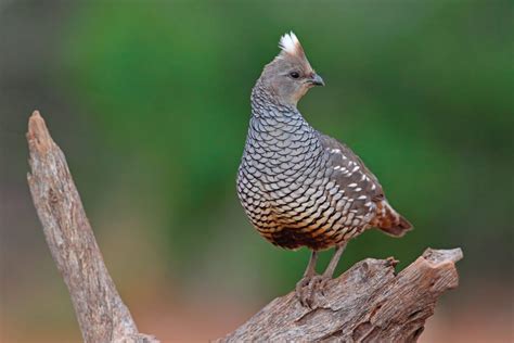 Running Blue Quail - Scale of Quail | Shooting Sportsman Magazine