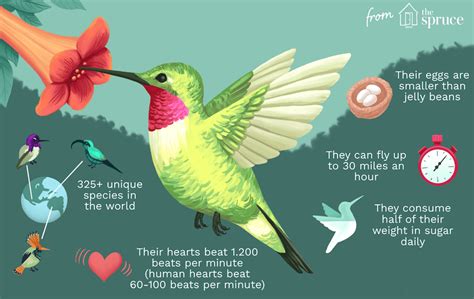 Fun Facts About Hummingbirds