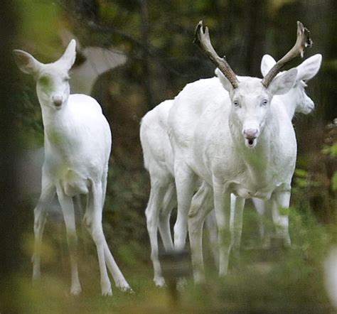 Albino Animals Albino Animals Albino Deer Animals Beautiful