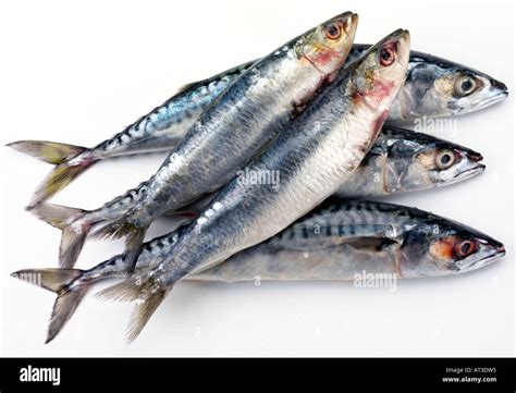 Fresh Oily Fish Sardines And Mackerel Cut Out Stock Photo Alamy