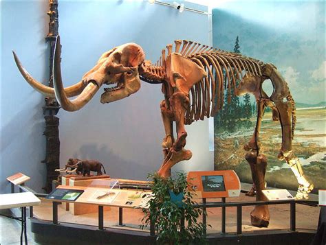 Mammut Americanum