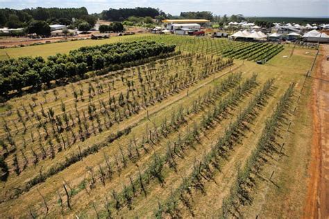 Agrobras Lia Edi O Da Maior Feira De Agroneg Cio Come A Nesta