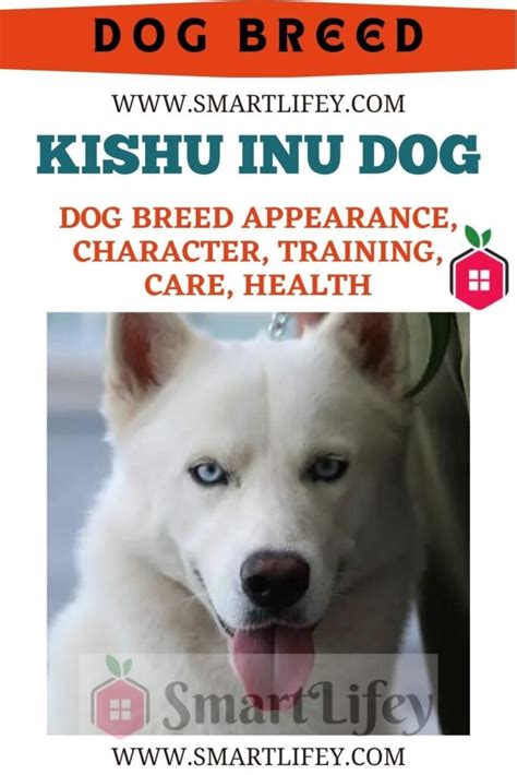 Kishu Inu dog: dog breed appearance, character, training, care, health