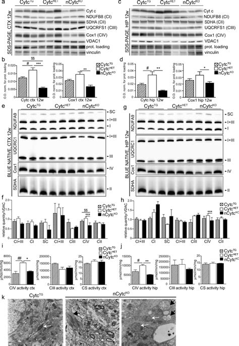 Mitochondrial Proteins And Complexes Activity A Western Blots Probing