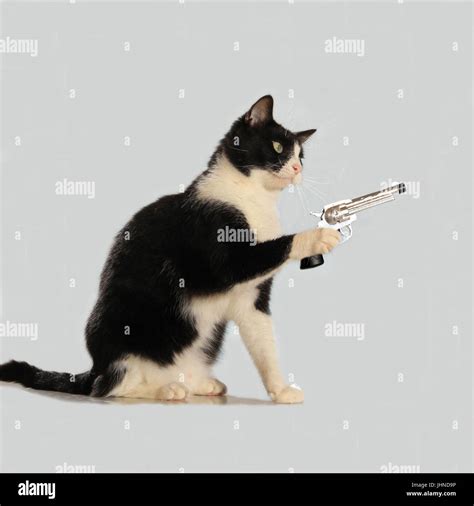 domestic cat, tuxedo, black and white, sitting and holding a pistol in ...