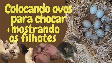 Colocando Ovos Para Chocar Atualiza O Dos Filhotes Youtube