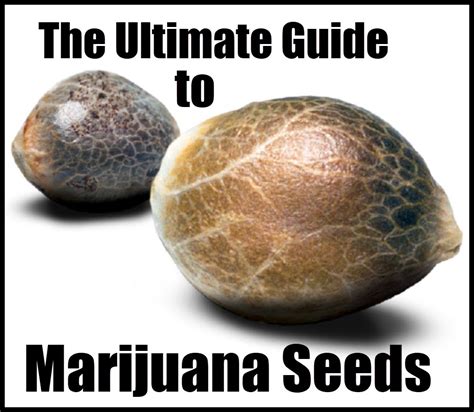 The Ultimate Guide to Marijuana Seeds