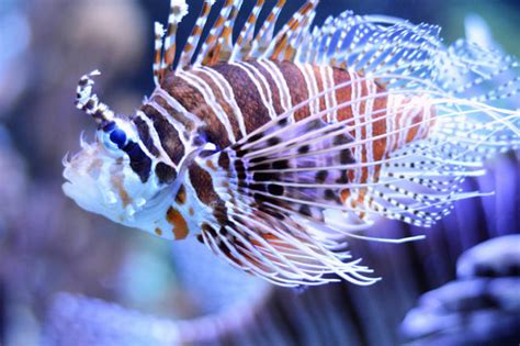 "Venomous Fish" Images – Browse 181 Stock Photos, Vectors, and Video | Adobe Stock