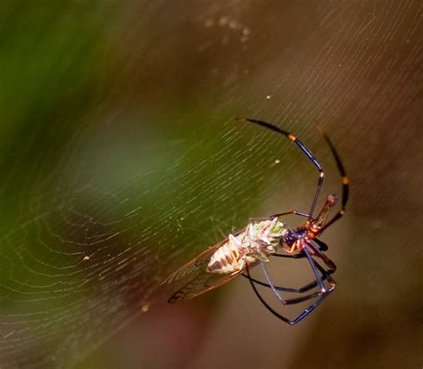 Golden Orb Weaver Golden Orb Weaver Spider Eating A Cicada Charles Haynes Flickr