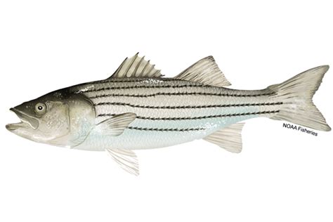 Atlantic Striped Bass Noaa Fisheries