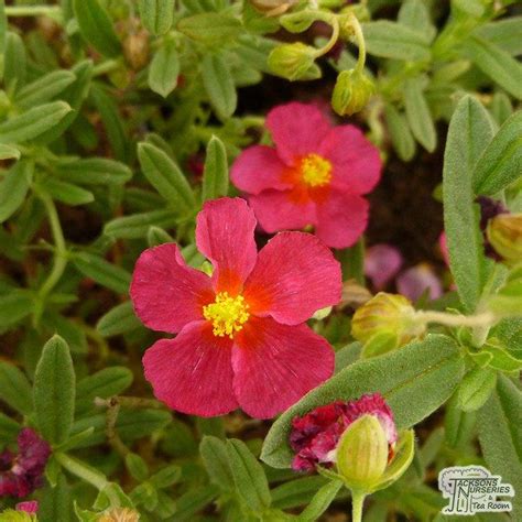 Buy Helianthemum Ben Hope Common Rockrose In The Uk