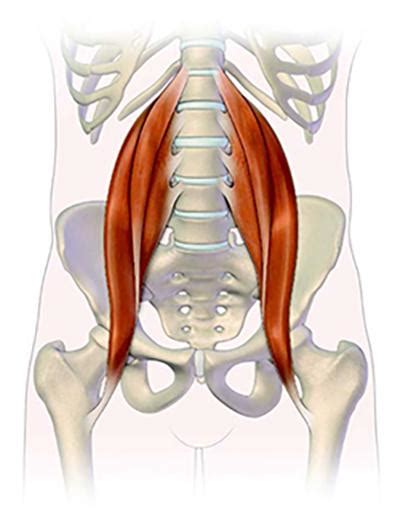 The Iliopsoas Muscle Trigger Points And Pain Points Pso Rite Australia