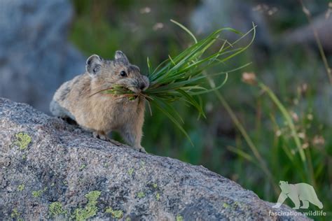 American Pika - Fascination Wildlife