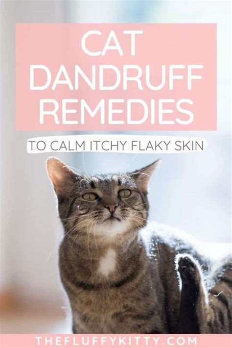 Cat Dandruff Remedies To Soothe Your Cats Flaky Skin The Fluffy Kitty