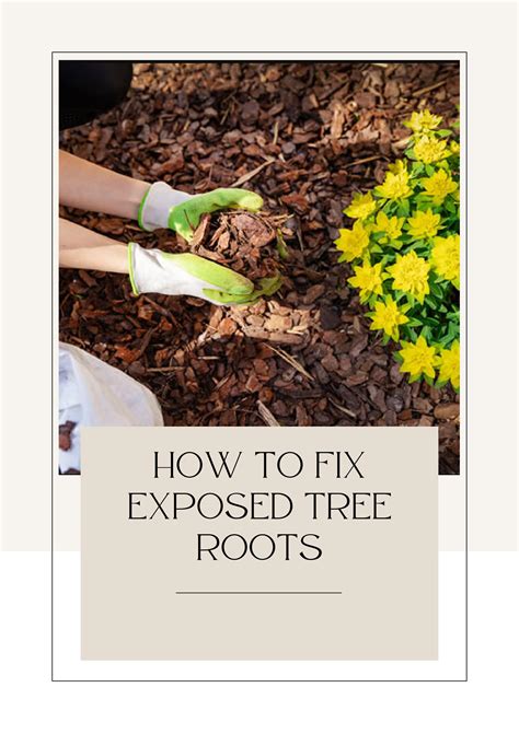 How To Fix Exposed Tree Roots By Sesmas Tree Services Issuu