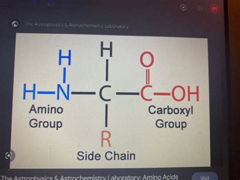 A Level Biology Proteins Flashcards Quizlet