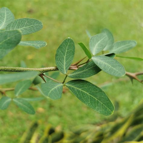 Fotografía de archivo: Tipos de hojas | Behance 