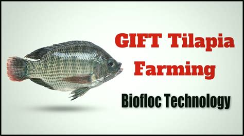 Gift Tilapia Fish Farming Using Biofloc Technology Youtube