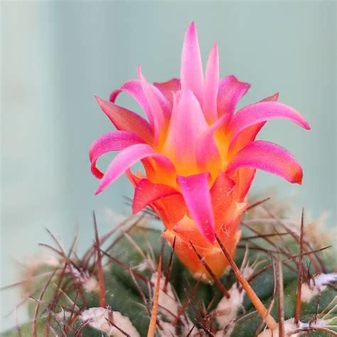 Matucana Polzii Giromagi Cactus And Succulents