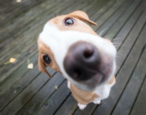 Aerocivil actualiza requisitos para viajar con mascotas en vuelos