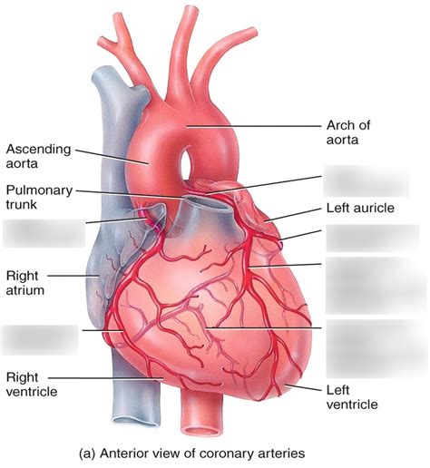 Coronary Arteries Diagram Diagram Quizlet