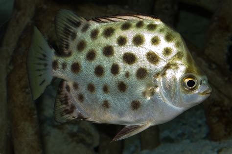 Scatophagus Argus