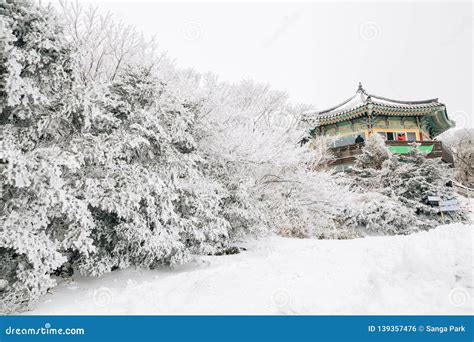 Snowy Winter Hallasan Mountain 1100 Highland in Jeju Island, Korea ...