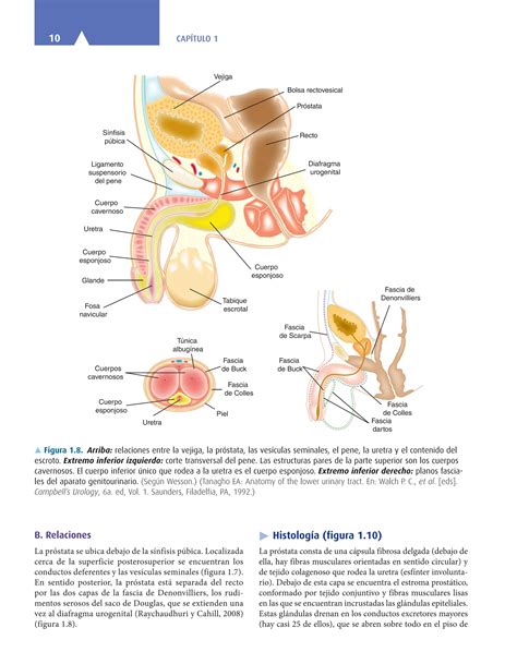 Smith Y Tanagho Urologia General 18a Ed Pdf