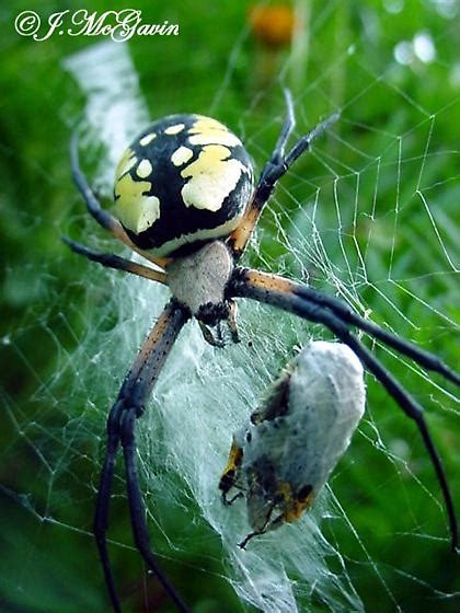 Black Yellow Argiope Close Up Argiope Aurantia Bugguide Net