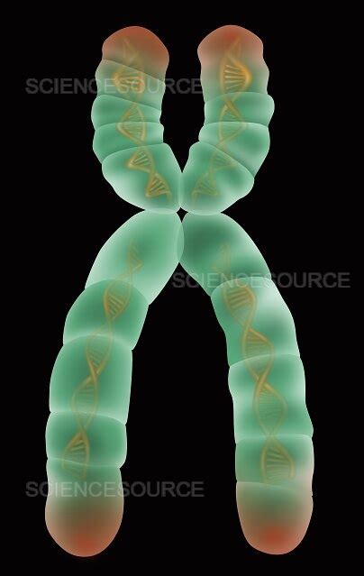 Photograph | Chromosome Structure, Illustration | Science Source Images