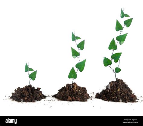 plants growing  soil stock photo alamy