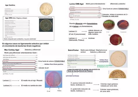 Medios De Cultivo Bacteriano Biotech Sg Sof A Gagliardi Udocz