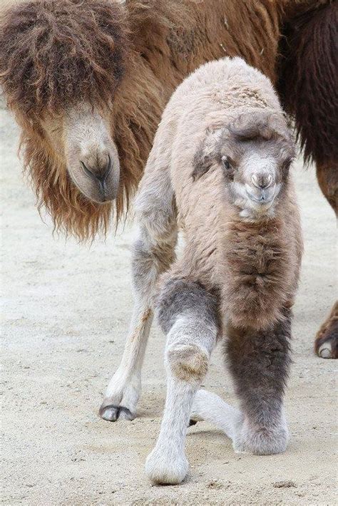 ZooBorns — Baby Bactrian Camel Takes His First Steps at...