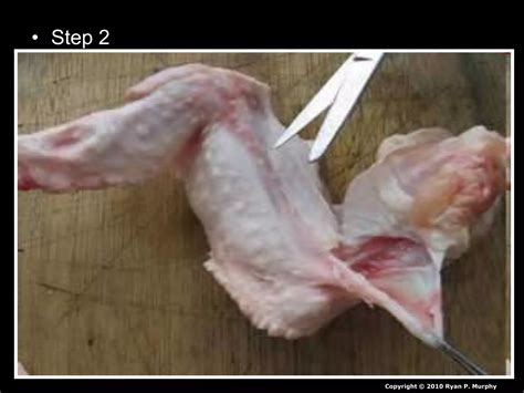 Chicken Leg Dissection Powerpoint Muscular System Skeletal System Ppt