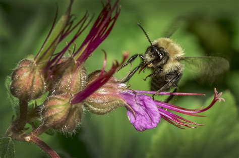 2560x1440 Wallpaper Yellow And Black Honey Bee And Purple Petaled