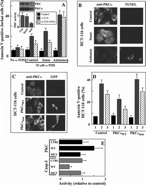 Effect Of Pkc Antisense Odn And Overexpression On Tos Induced