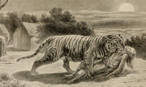 The Champawat Tigress: The Devil Queen of India | by Nayana | Medium