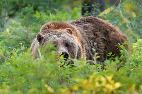 Tripadvisor Fototour Bei Sonnenaufgang Im Grand Teton Nationalpark