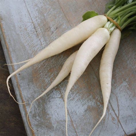 White Icicle Radish Heirloom Non Gmo Seeds Garden Alchemy Seeds And