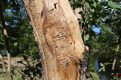 Warren County Survey Shows Emerald Ash Borer Infestation Has Likely Spread Adirondack Explorer