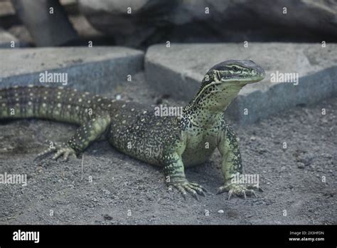 The Sand Goanna Varanus Gouldii Also Known Commonly As Gould S