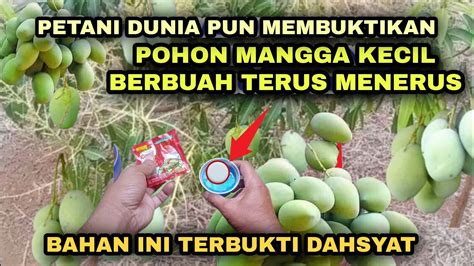 Kubongkar Rahasia Memaksa Pohon Mangga Kecil Supaya Cepat Berbuah Lebat