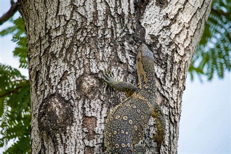 Asian Water Monitor Varanus Salvator Also Common Water Monitor Large