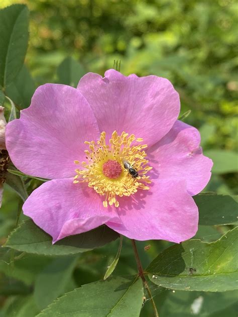 Northern Neck Native Plant Society