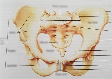 The Pelvis Diagram Quizlet