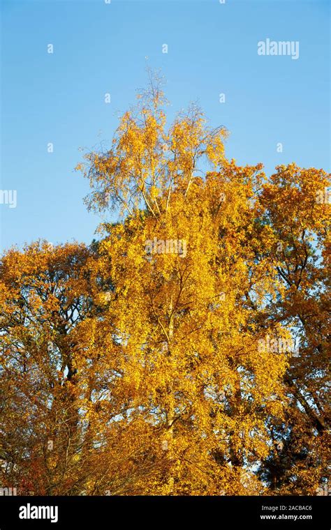 Birch trees garden uk hi-res stock photography and images - Alamy