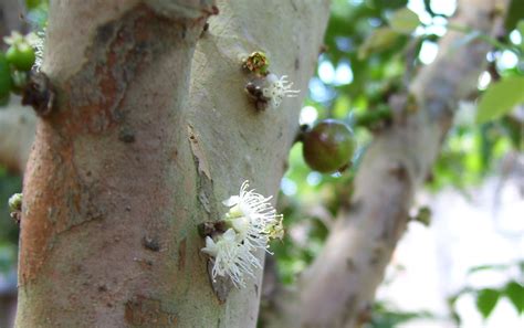 Jabuticaba: Fruit of a Different Sort - Plant Talk