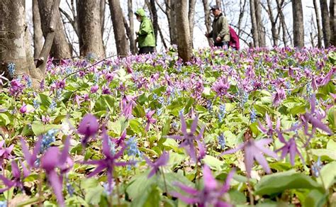 カタクリ見ごろ 春の訪れ告げる＊男山自然公園 北海道新聞 旭川支社 ななかまど