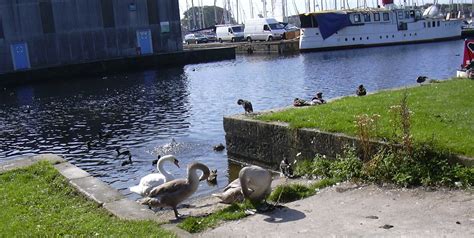 Swans Glasson Dock Lancashire Robert Wade Wadey Flickr